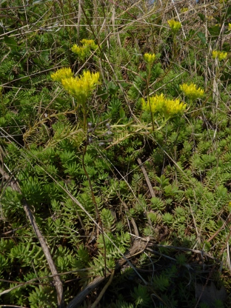 Sedum cfr rupestre